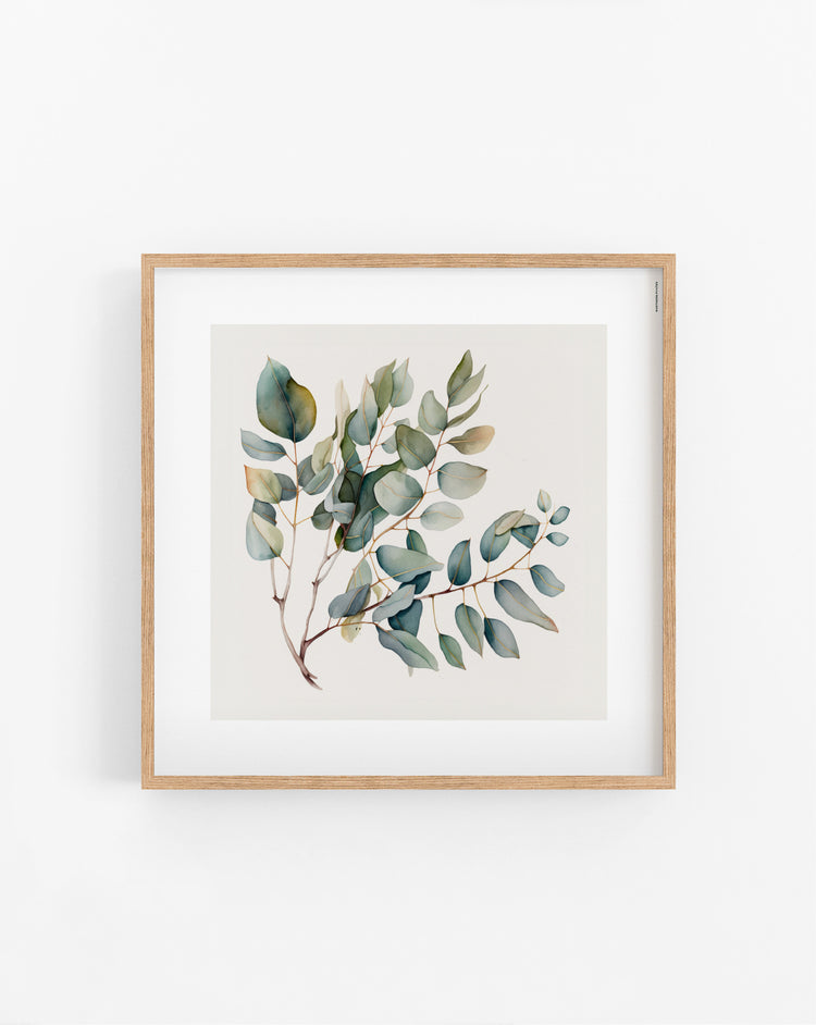 Eucalyptus plakat